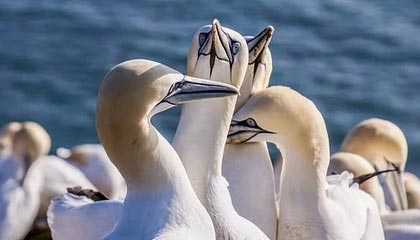 开云平台-阿森纳遭遇失利！客场落于弱旅之前，阿森纳终于赢了