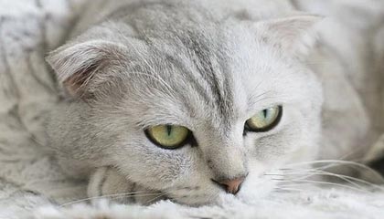 开云入口-帕尔梅拉斯新援首秀表现抢眼，帕尔梅拉斯赛事