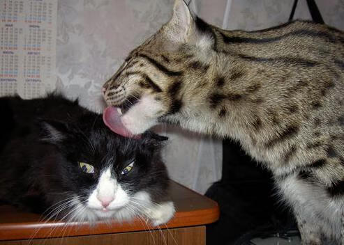 “逆境中的奇迹”——赛段突发危机下的英雄救赎,逆境成就英雄