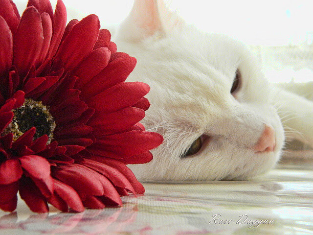 全联盟数据:最强得分、助攻、篮板王大盘点,nba篮板榜助攻排名