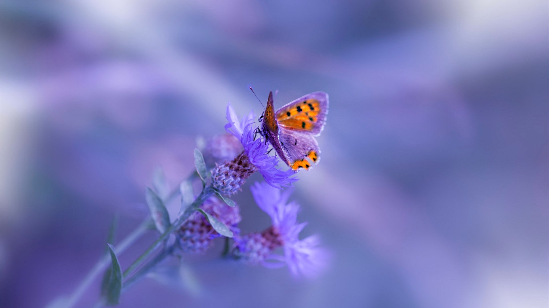 kaiyun登录入口-多维度极限运动：速度、空中与水中的挑战