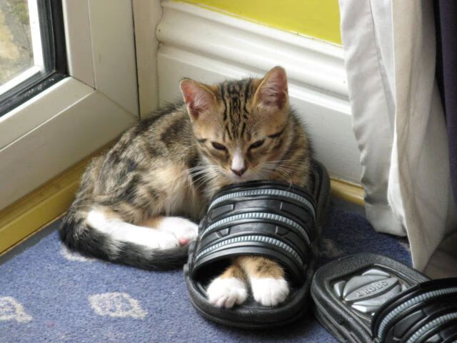 欧冠的“最强阵容”,历史上哪些组合光彩夺目?,欧冠最强球队排名