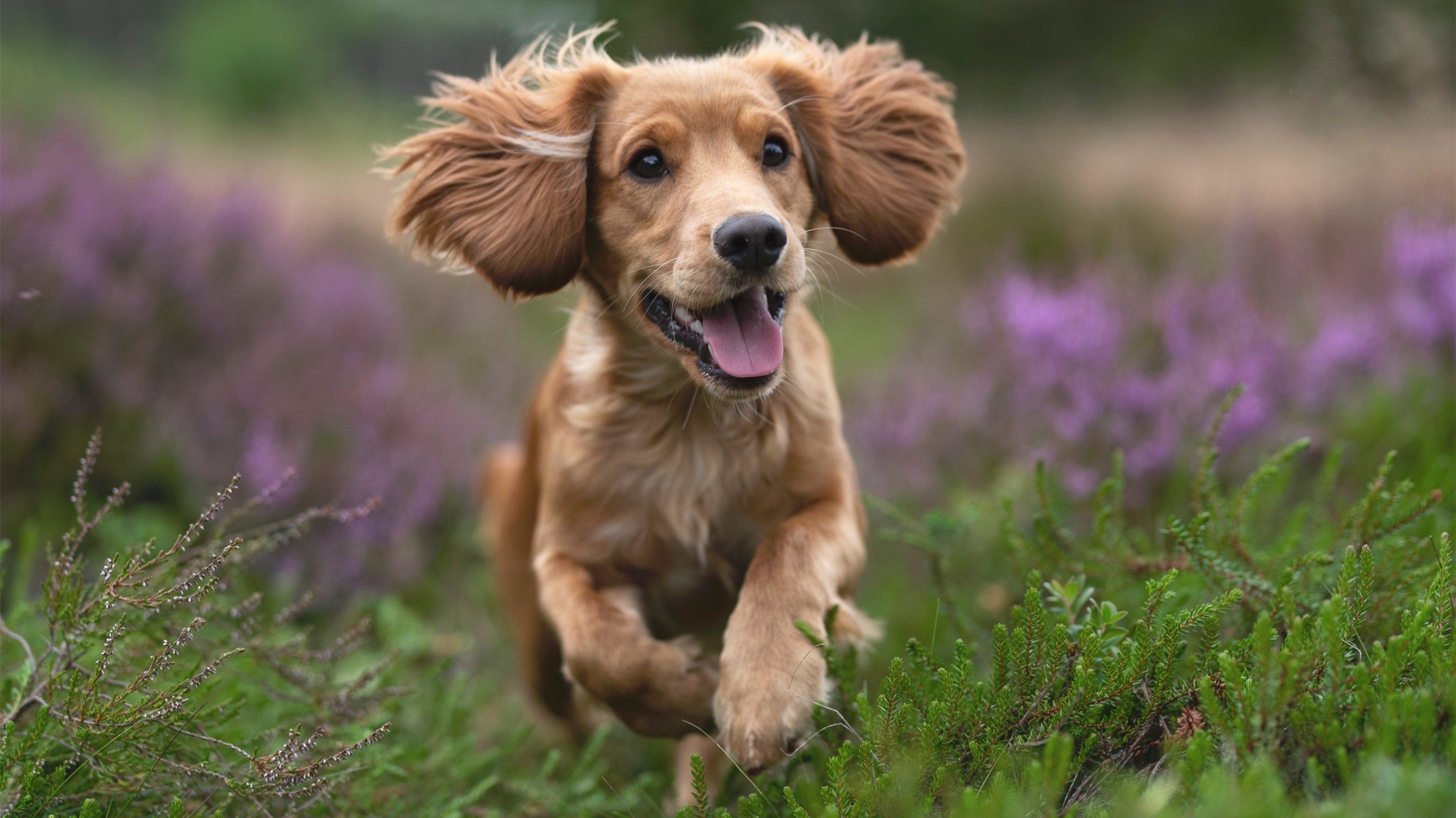 苏格兰队小组出局，主帅面临下课压力，苏格兰队长是谁