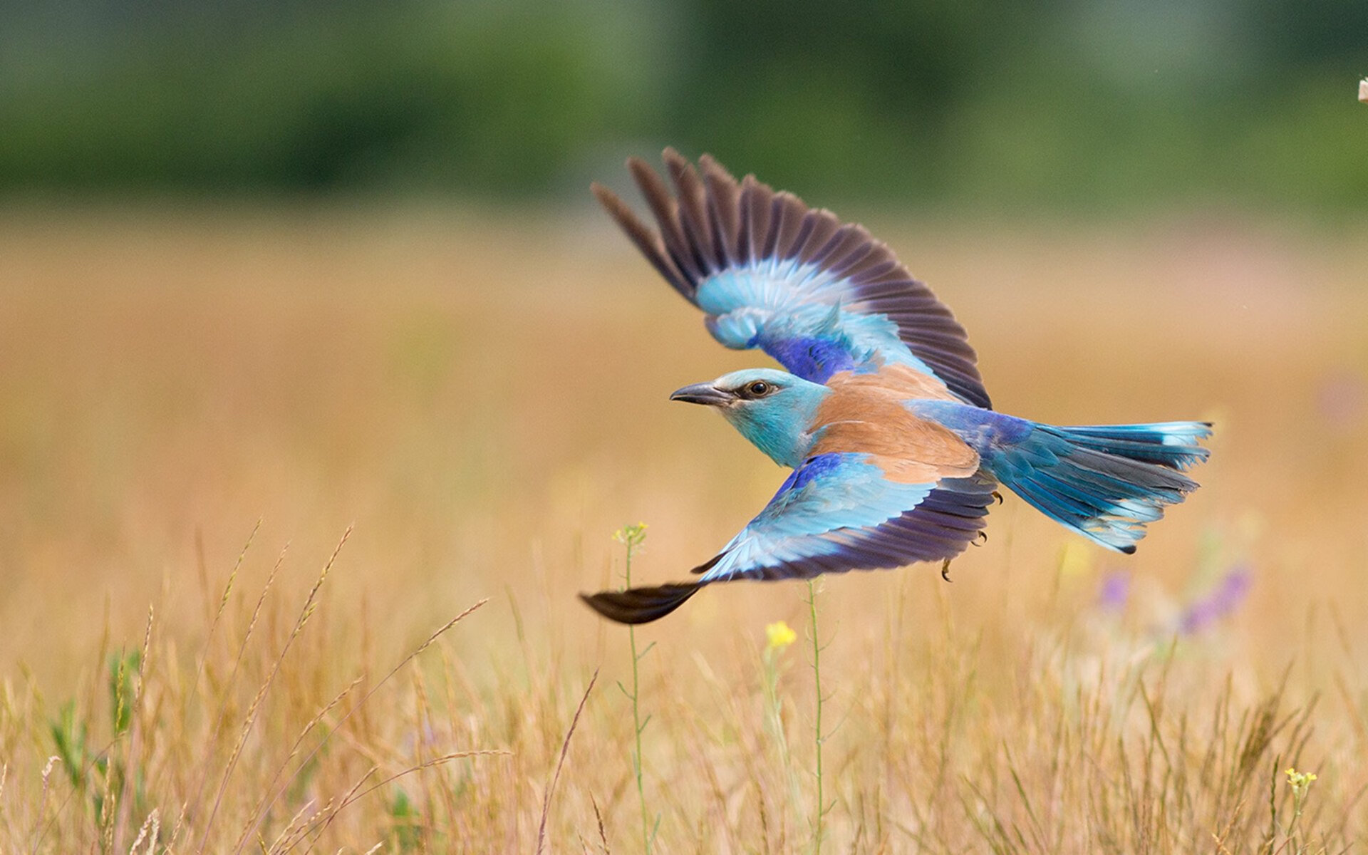 FaZe Clan计划进军英雄联盟赛区,fazeclan战队