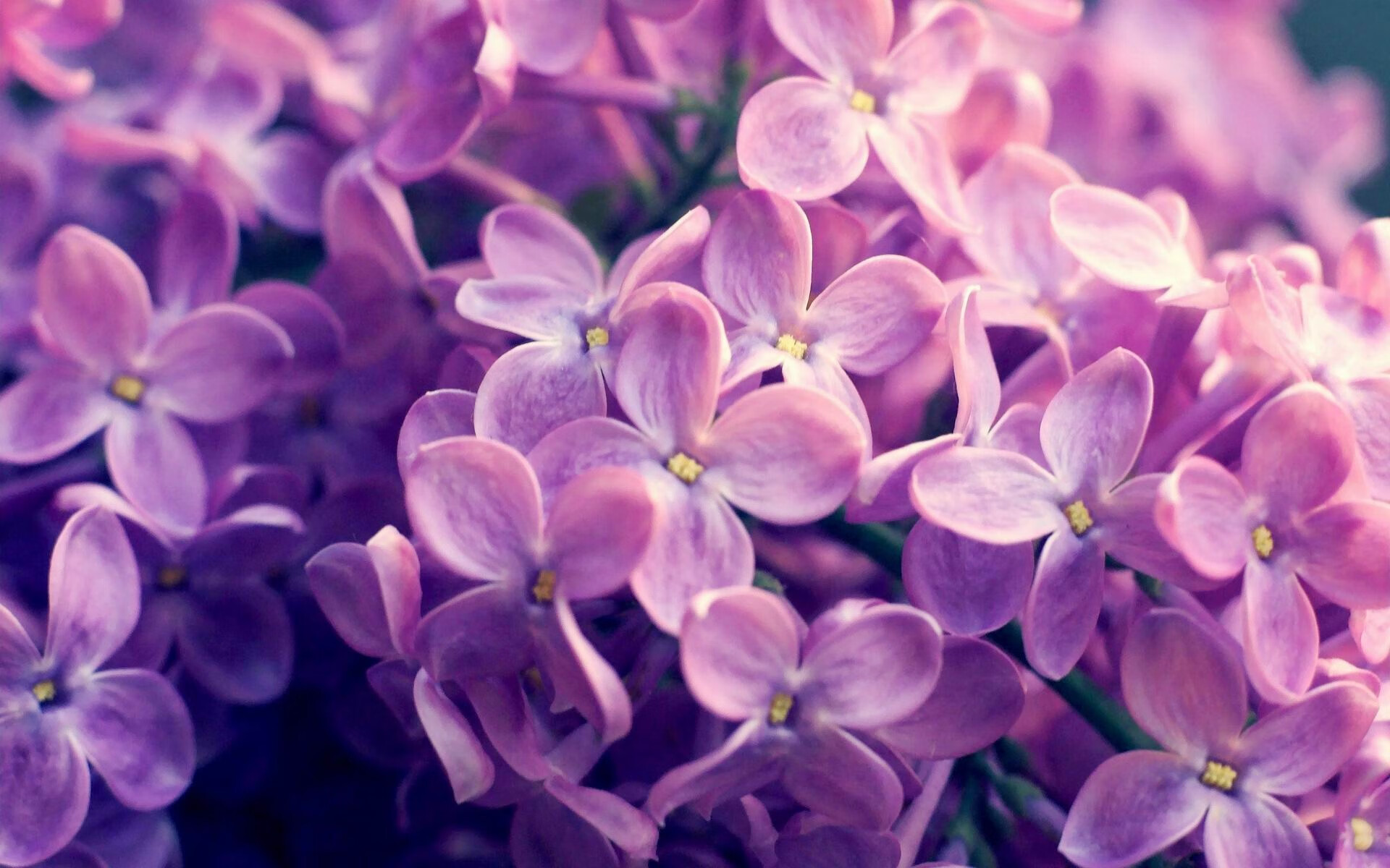 WNBA季后赛争夺进入白热化,wnba 季后赛