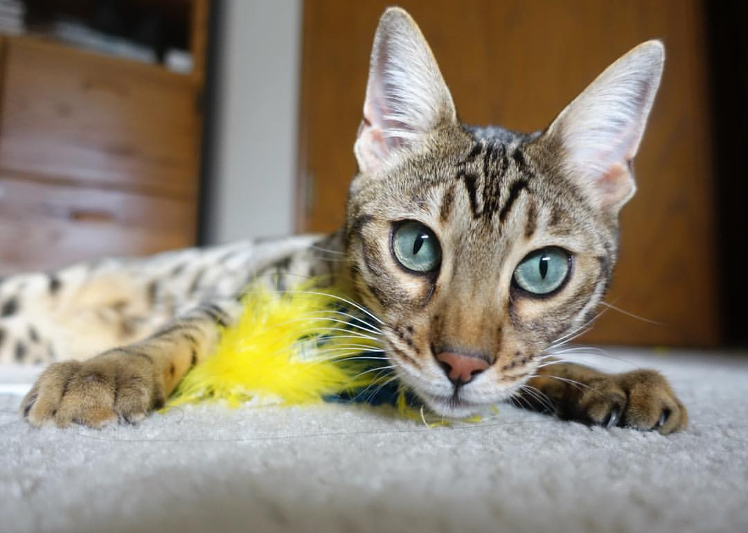 kaiyun中国官方网站-中超联赛的俱乐部品牌推广策略实施方案实施，中超俱乐部经营情况