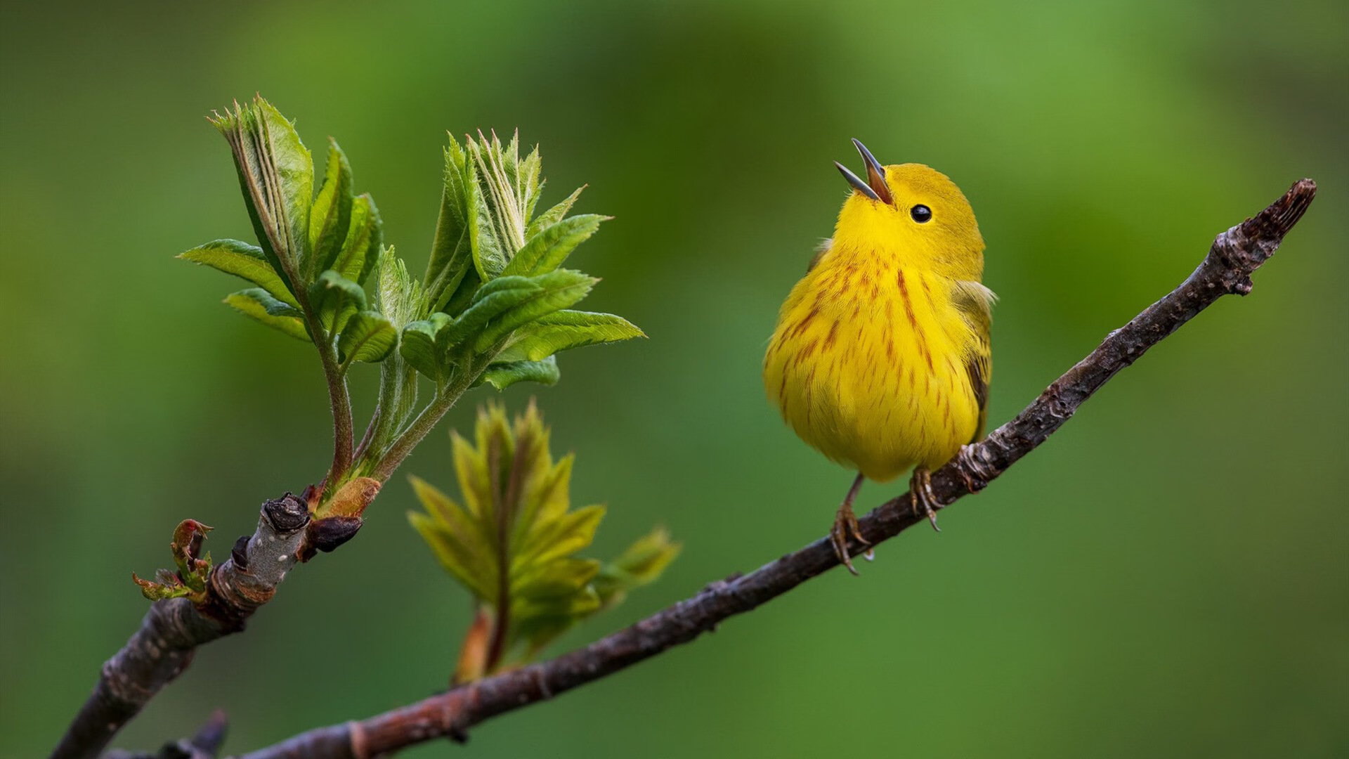 kaiyun登录入口-保利斯塔球员士气高涨，保利斯丹属于什么档次