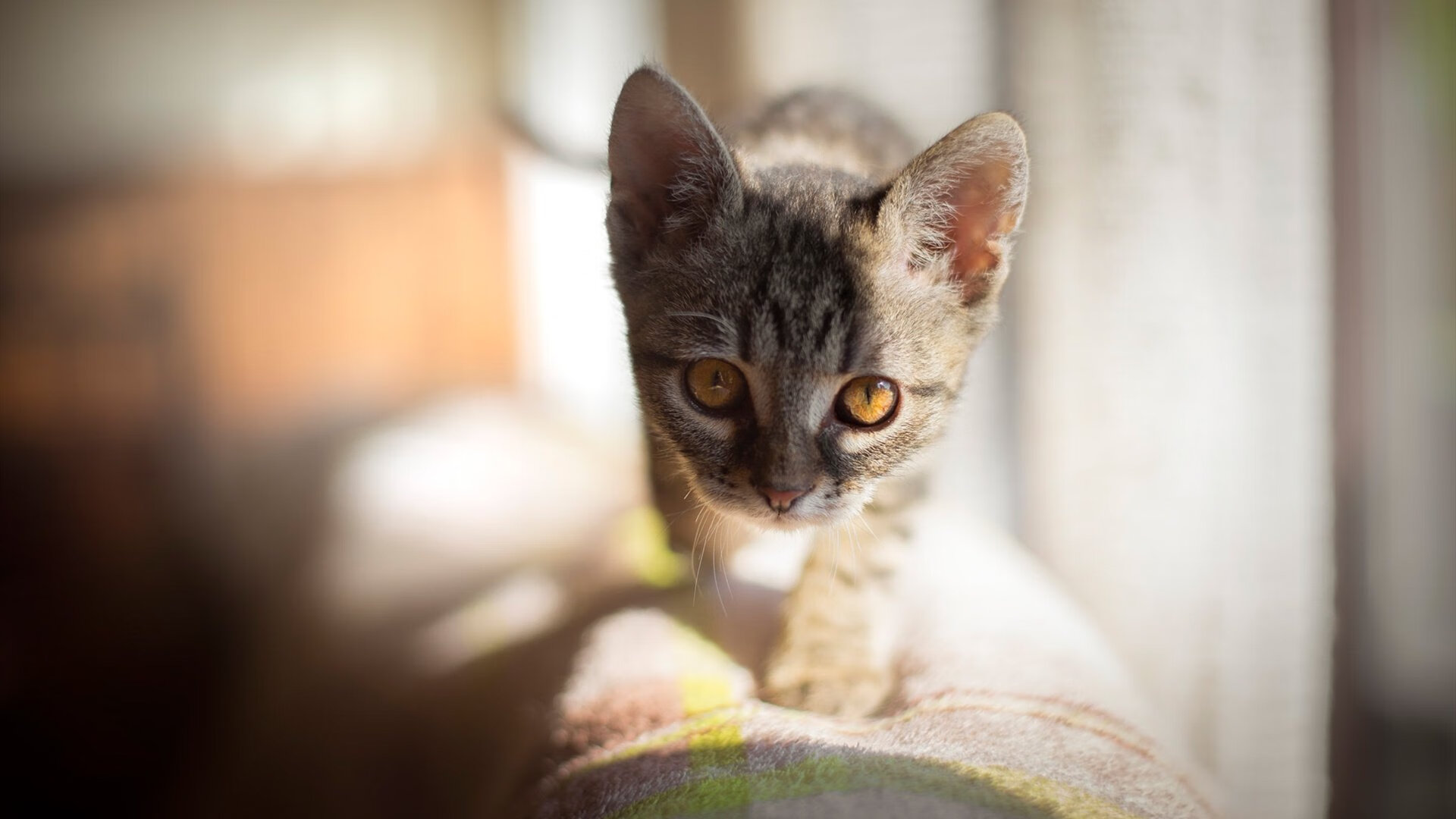 尤文图斯主席宣布冬季引援计划,目标冠军,尤文图斯引进