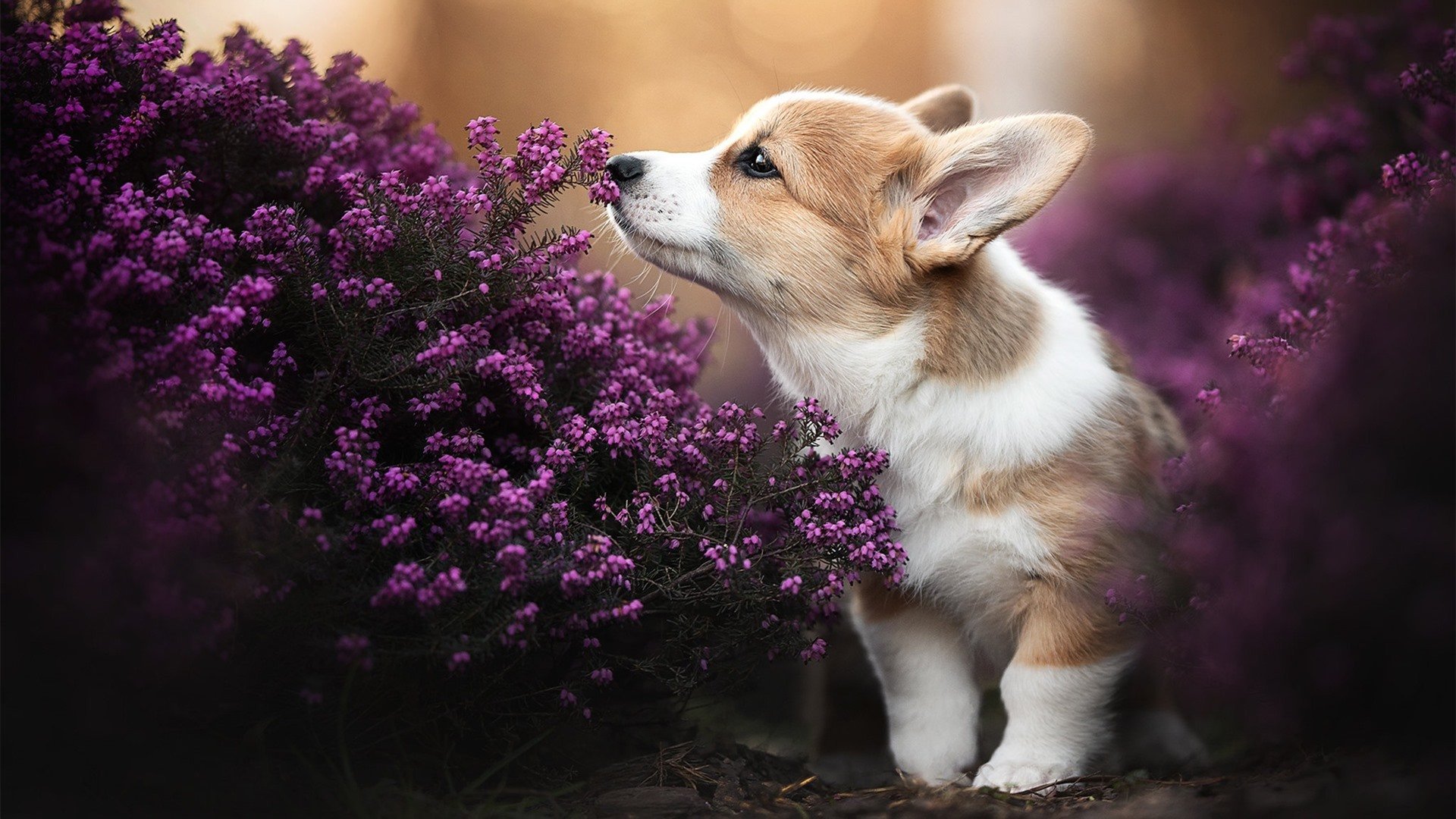 开云·Kaiyun网页版-帕尔马-击败巴勒莫，取得胜利，帕尔马当年有多强