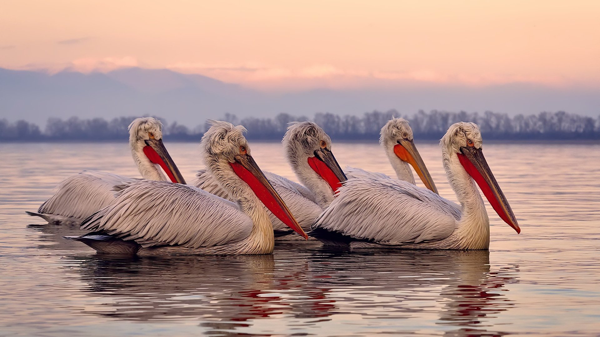欧联杯溃败后，沃尔夫斯堡备战主场能否扭转颓势？，沃尔夫斯堡转会
