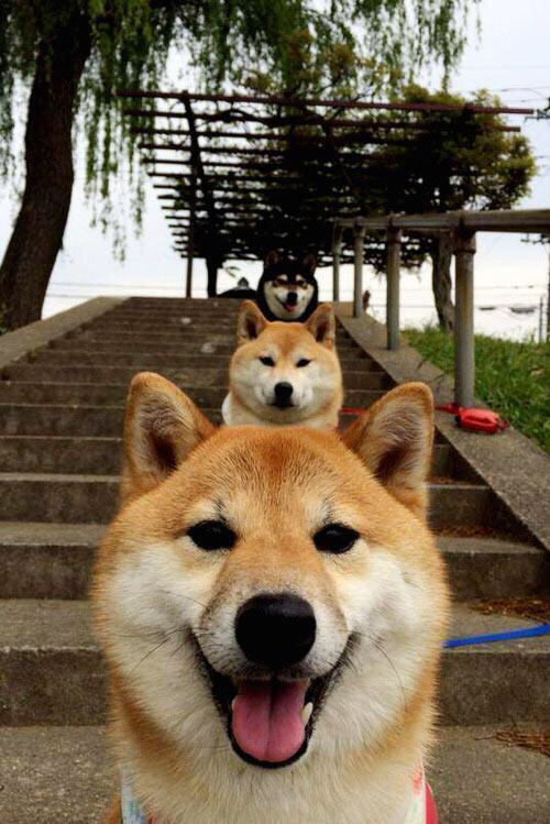 欧洲NBA球员大放异彩，引来更多球迷追捧，2020nba欧洲球员