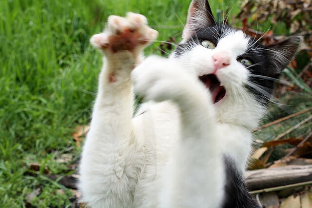 欧洲NBA球员大放异彩，引来更多球迷追捧，2020nba欧洲球员