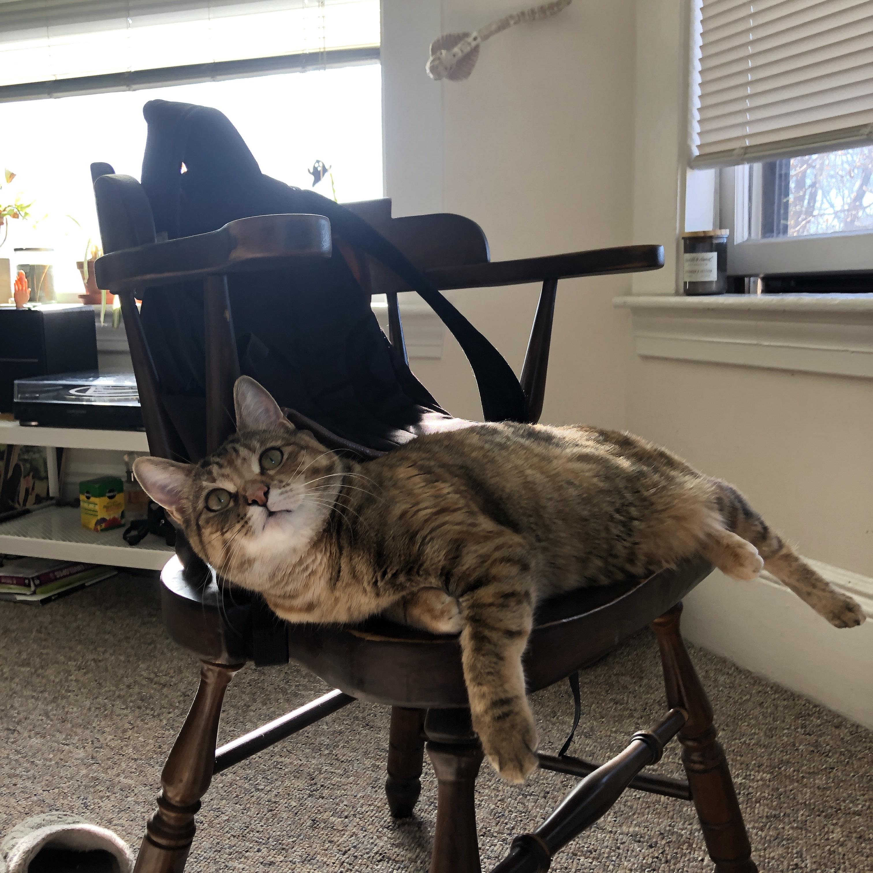 洛杉矶FC签约新医疗团队,提升球员健康管理,洛杉矶体育球队