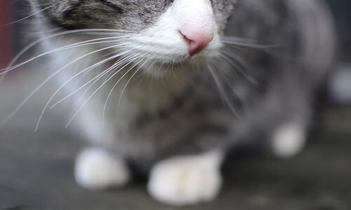 电竞赛事安全保障策略，电竞赛事的战略