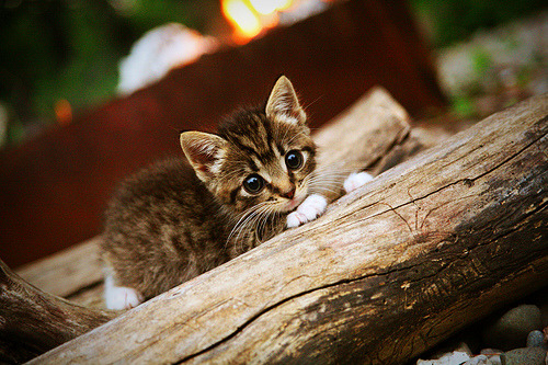 电竞职业选手日常生活管理与竞技状态维持方法，电竞职业选手的日常