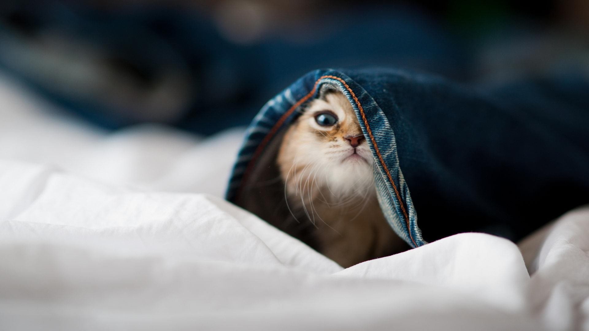 蒙彼利埃力擒亚眠,占据法甲联赛第三,蒙彼利埃强不强