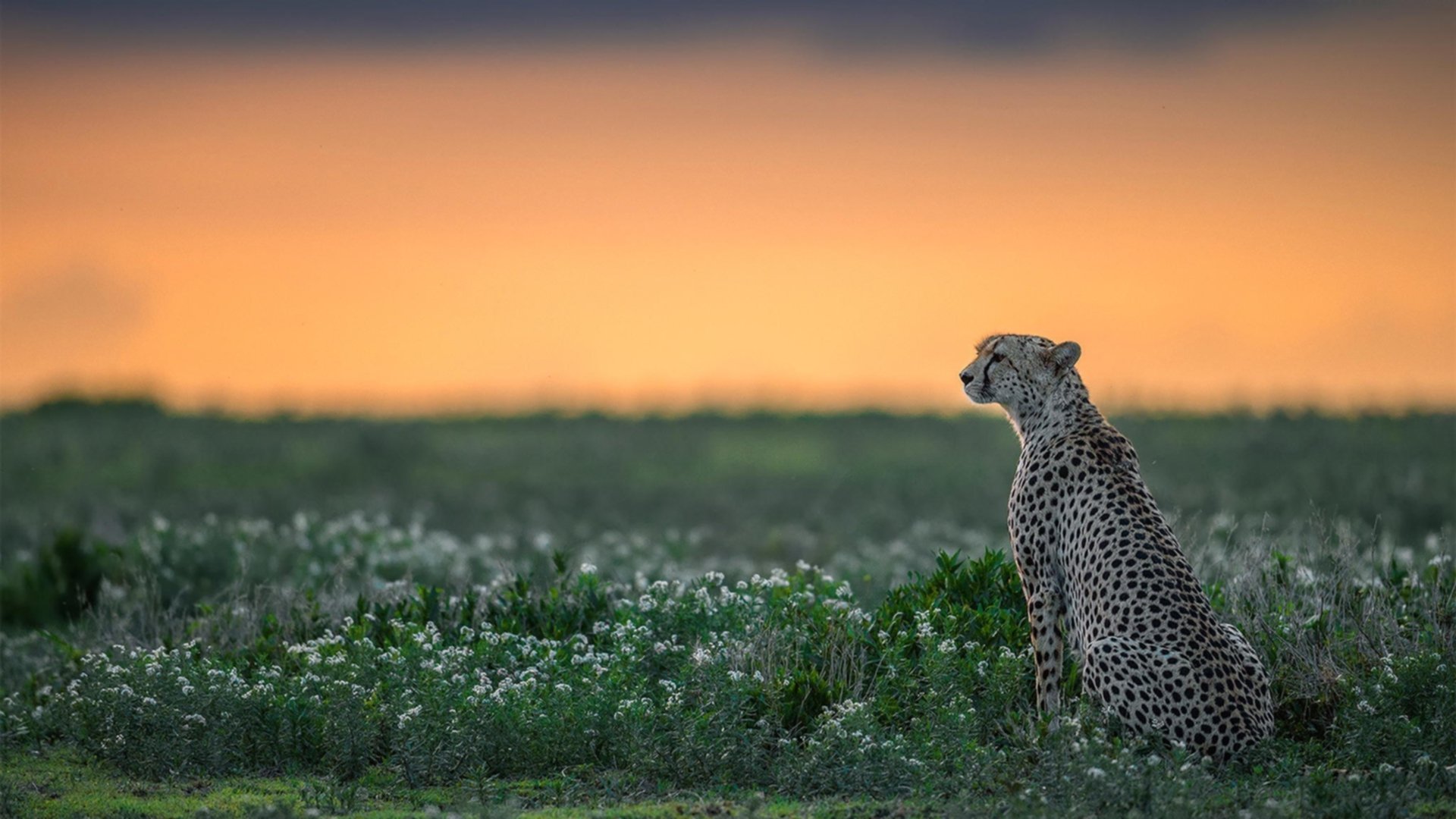 全国青少年水上滑翔锦标赛天津盛大开幕，水上滑翔机价格