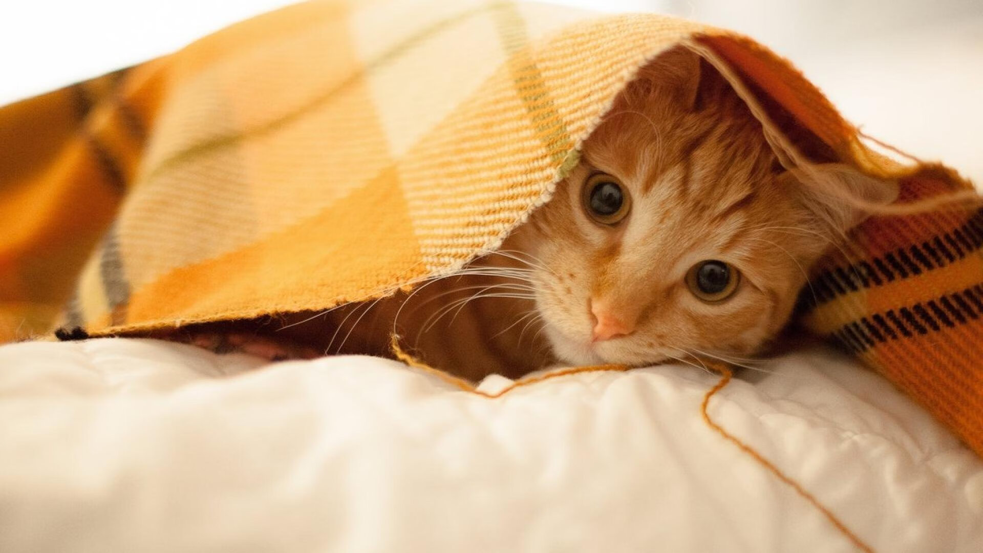 德甲球队基于视觉反馈系统优化定位球站位决策