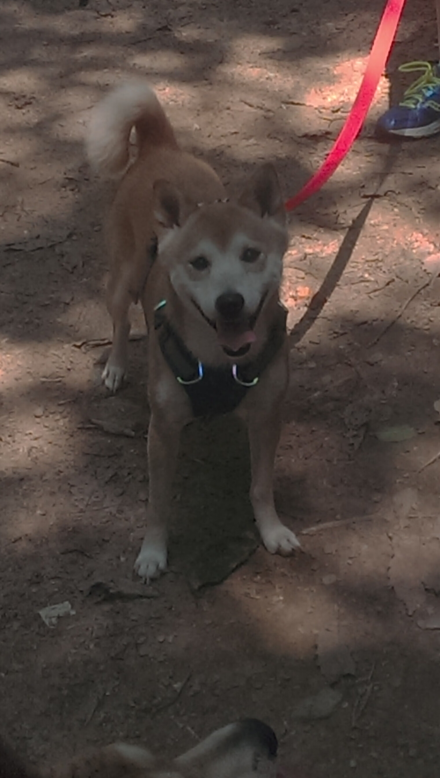 开云入口-“东安湖赛场：水上龙舟激烈角逐，冠军争夺战火热开战”