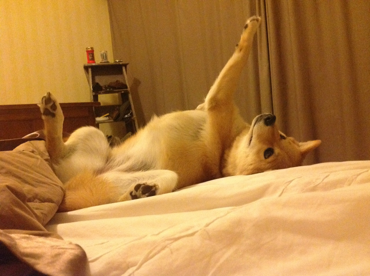 博塔弗戈替补阵容经验略显不足,博塔弗戈队服