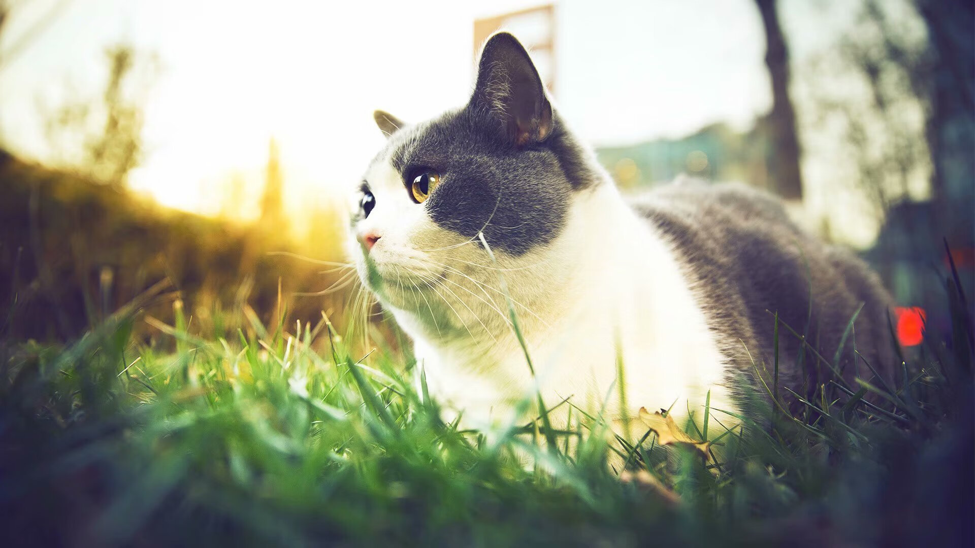 开云官方网页登录-快攻节奏下的回传选择是否更具迷惑性，快攻形式