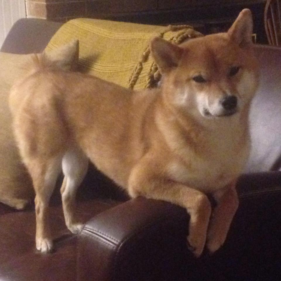 开云官网-自由搏击赛前心理干预团队构建完成，自由搏击小组