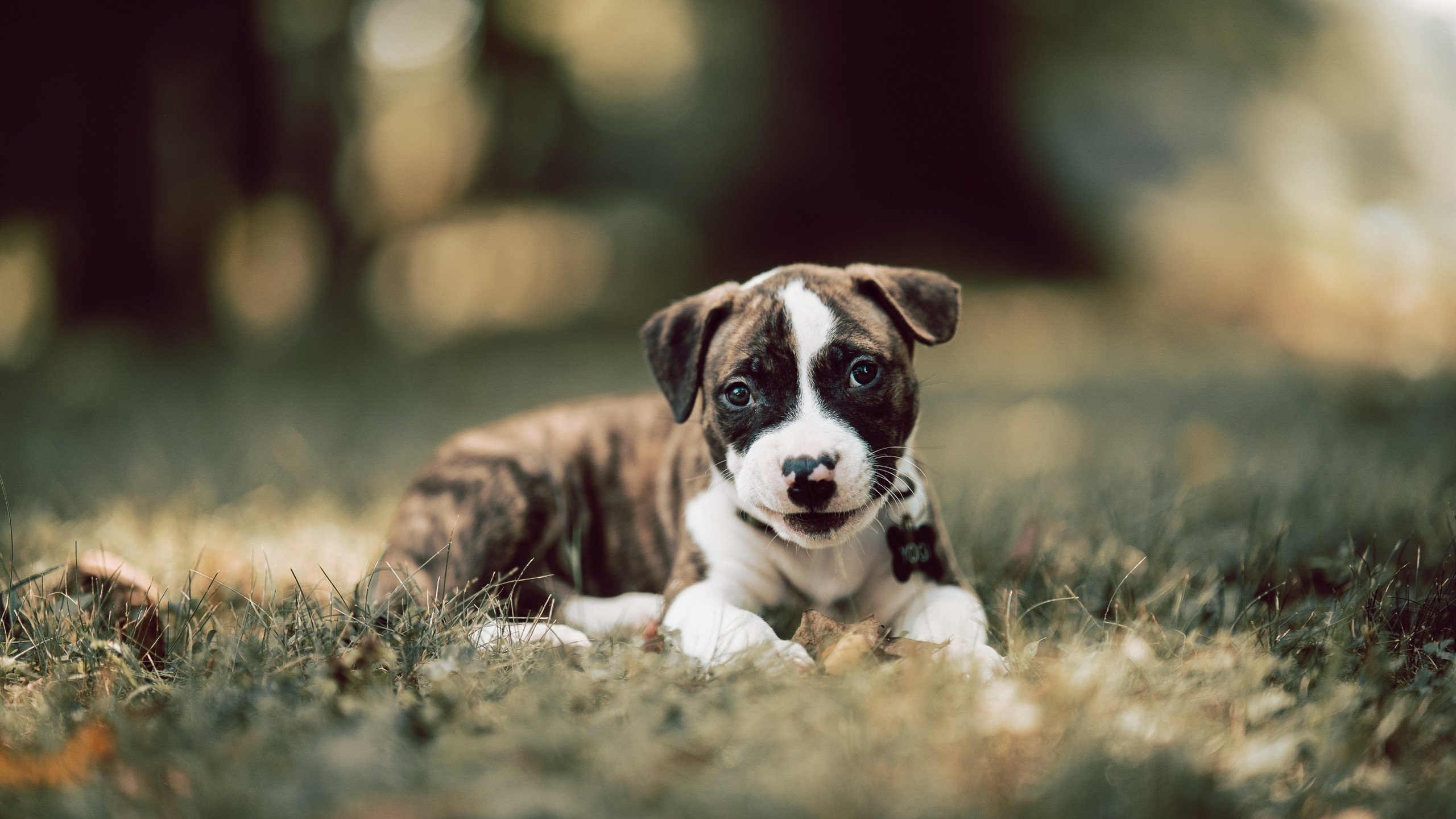 青训力量训练标准是否科学分期,青训体系