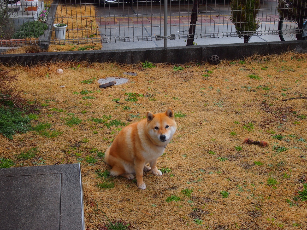 乔纳·隆戈：全黑队的力量与速度双重象征