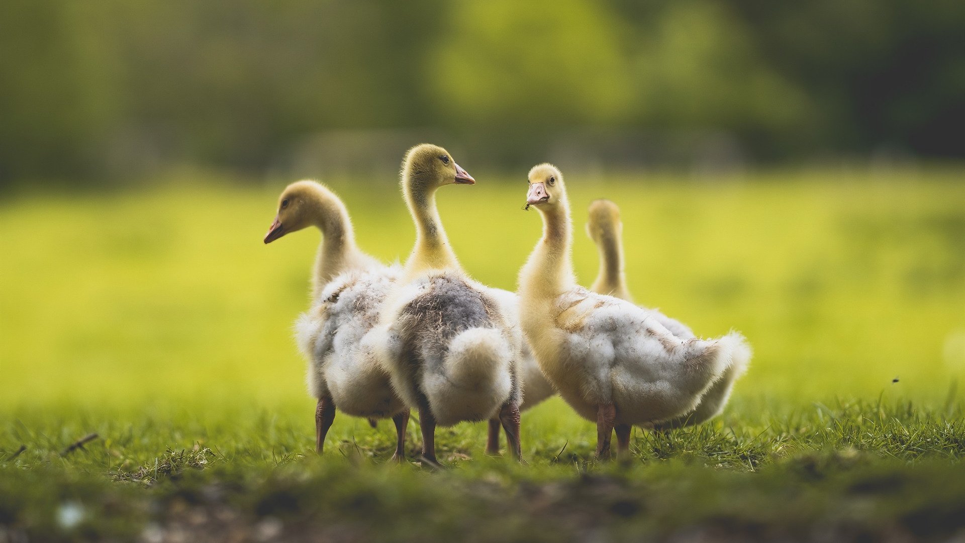 kaiyun.com-史密斯蝶泳决赛精彩瞬间回顾，雷根史密斯蝶泳